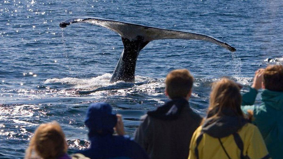 Whale tale in ocean with crowd of people on cruise boat watching in San Diego, California, USA